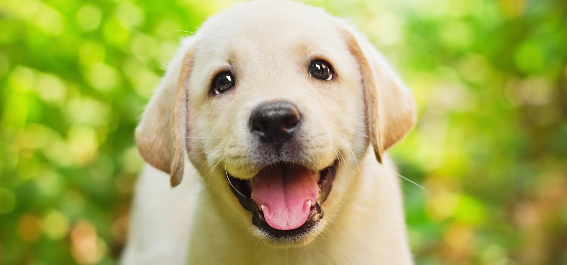 tabletki-ot-glistov-shenkam