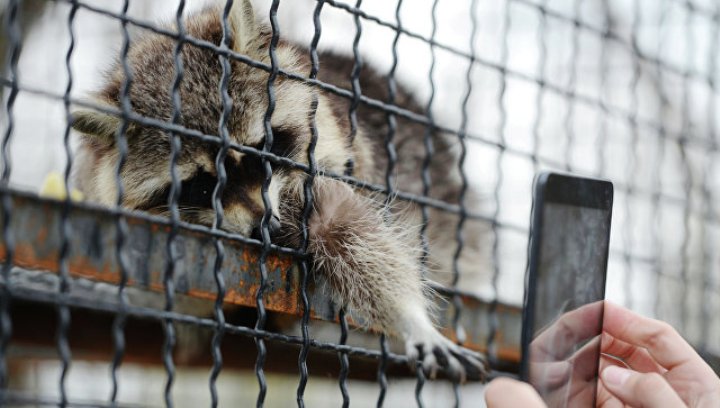 Звезды Instagram: в Запорожской области парни разгромили закрытый зоопарк, издеваясь над животными (ВИДЕО)