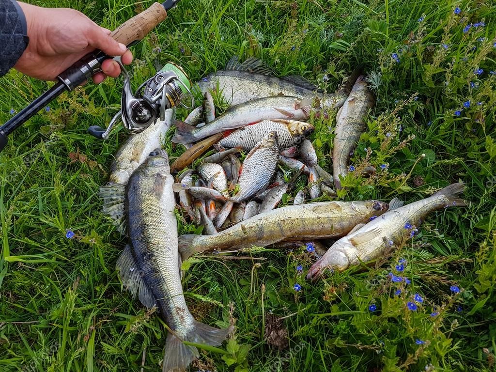 За период запрета рыбалки в Запорожской области выявили почти полсотни нарушителей