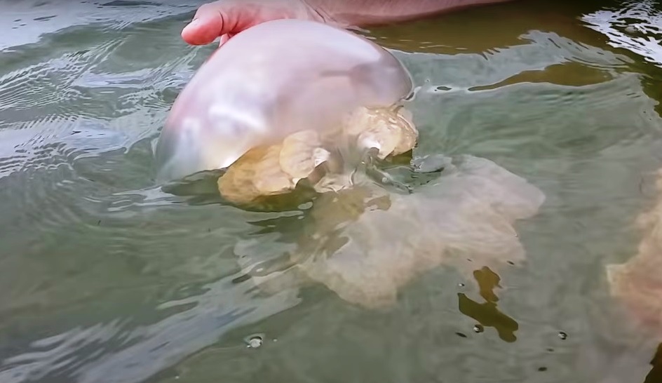 В Азовском море замечены опасные медузы (ФОТО, ВИДЕО)