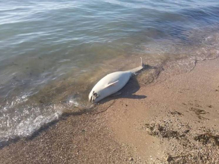 На запорожском курорте труп дельфина выбросило к отдыхающим (ВИДЕО)