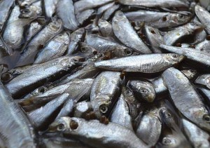 Запорожские промысловики могут лишиться добычи рыбы в Азовском море