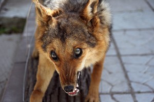 Заболевания бешенством в Запорожской области: каких животных стоит опасаться