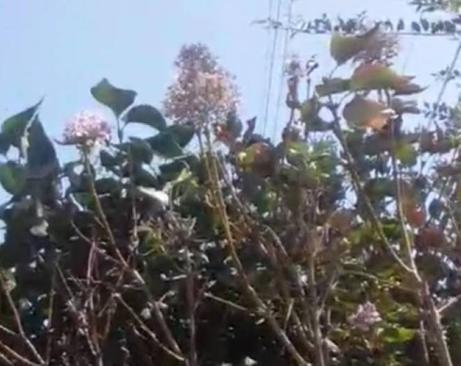 Безымянный