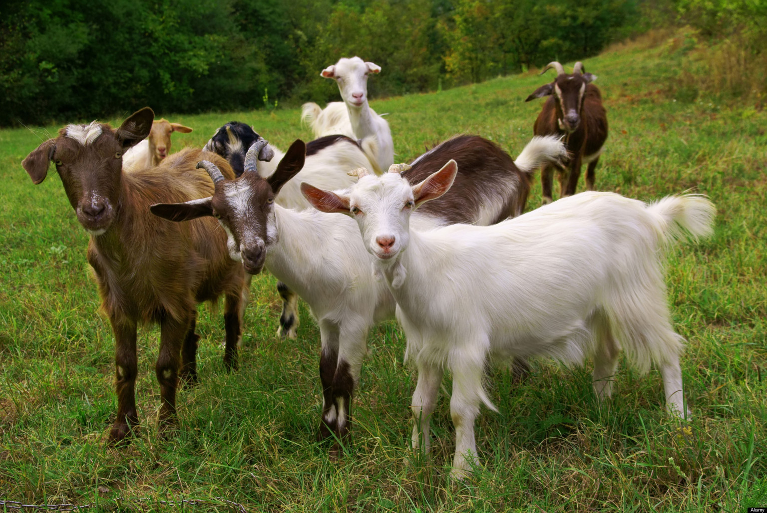 BGX5C4 Goats