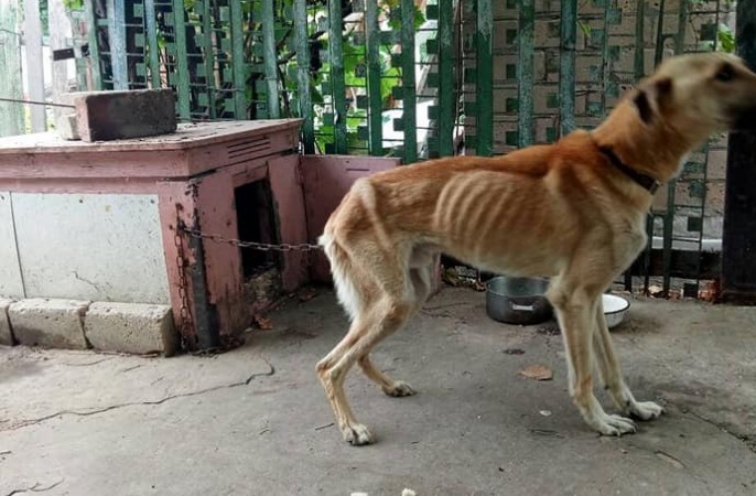 «Готовы кормить пару раз в неделю»: в Запорожской области живодеры издевались над собакой (ФОТО)