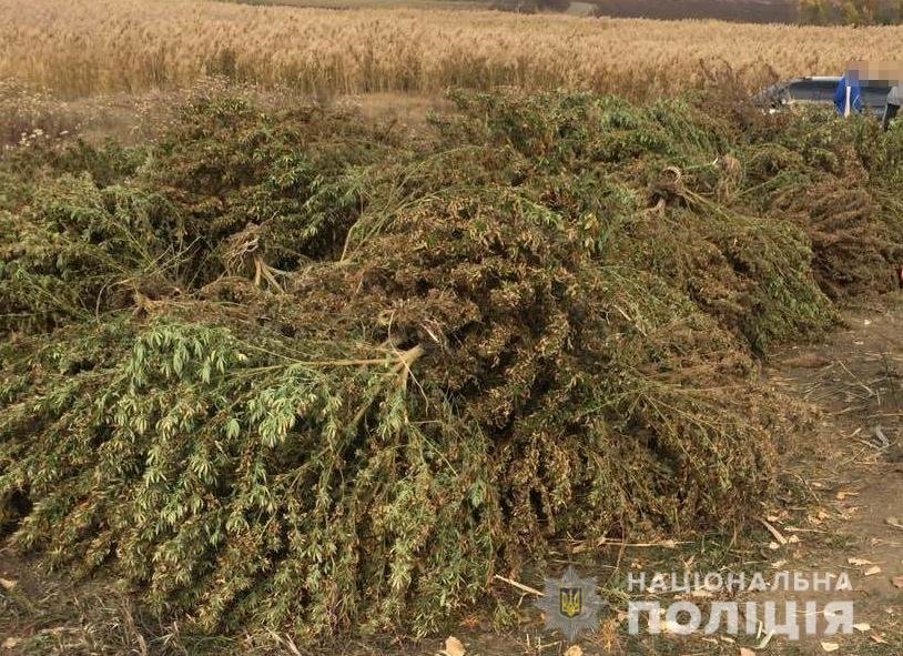 В Запорожской области местный житель вместе с подельниками выращивал марихуану и покрывал тайник с оружием (ФОТО)