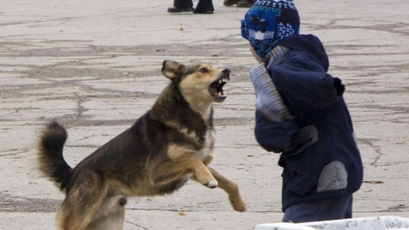 В Запорожской области на ребенка напала свора собак (ФОТО)