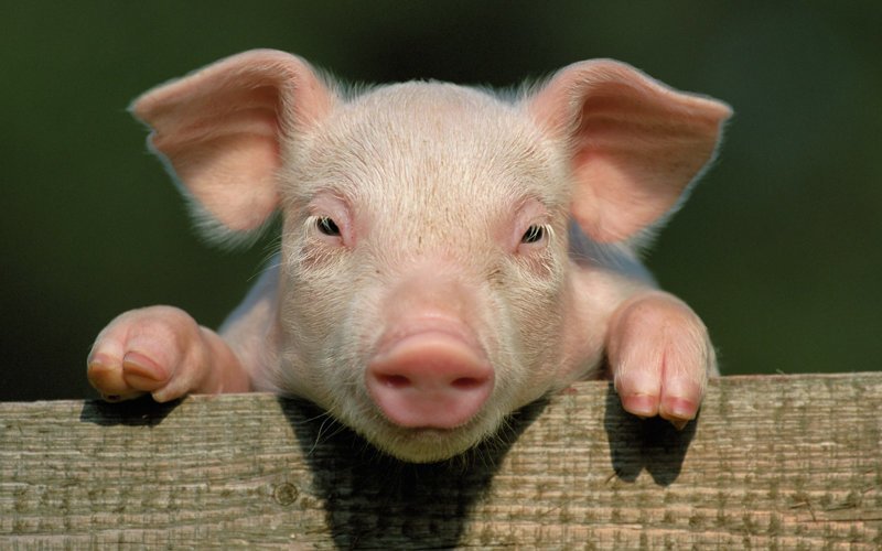 В Запорожской области обнаружили свалку со свиными потрохами (ВИДЕО)