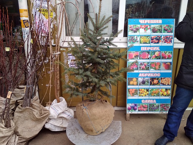 Свято наближається: в Запорожской области уже продают елки (ФОТО)
