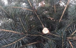 “Вам елка надо?”: В Запорожье ночью злоумышленники срезали и пытались продать ель (ВИДЕО)