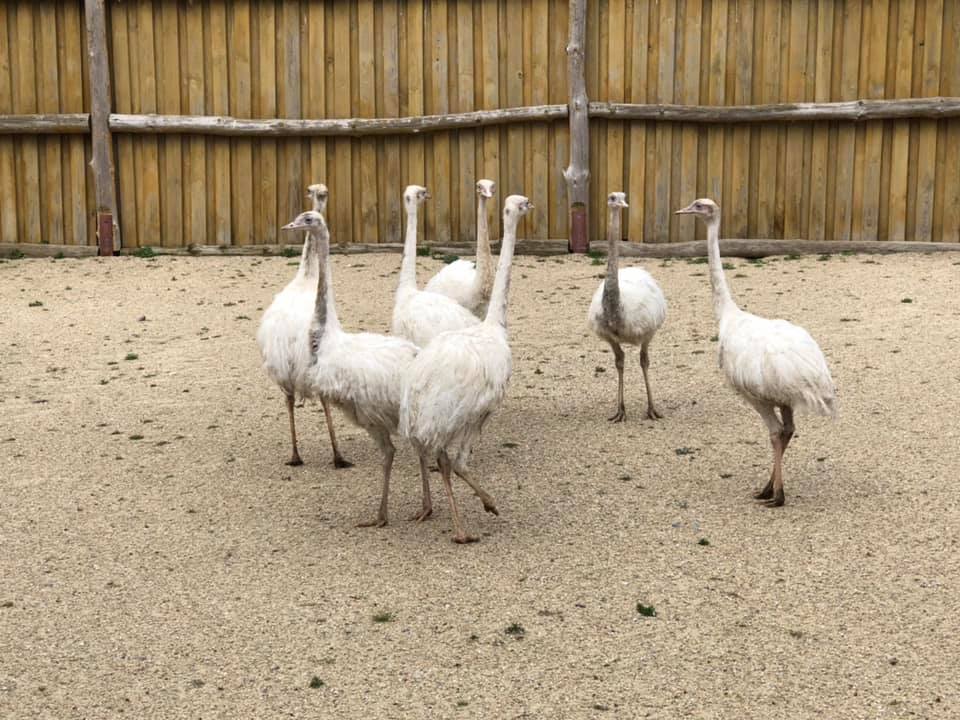 В зоопарке Бердянска появились птицы, которые «рычат» (ВИДЕО)