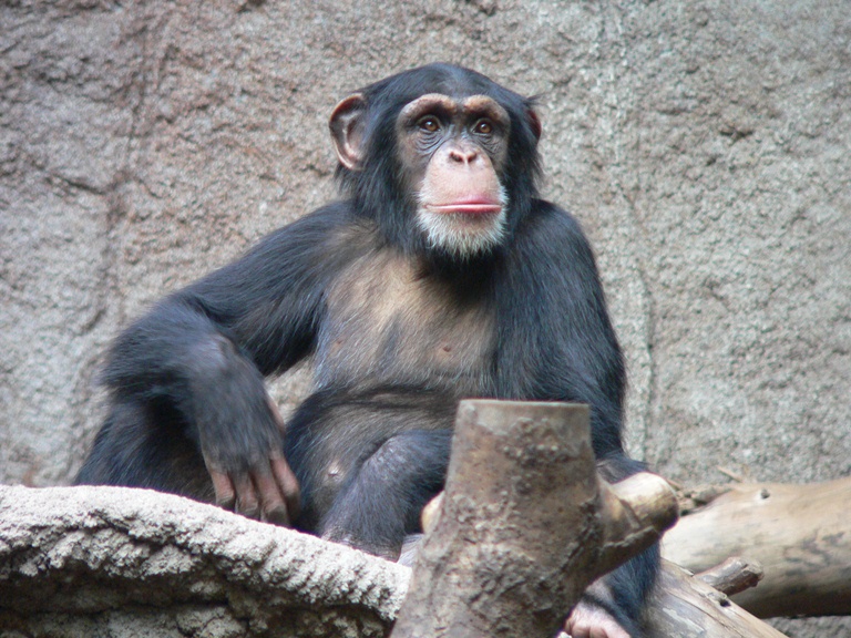 В Бердянском зоопарке показали, как шимпанзе забавно пьет воду (ВИДЕО)