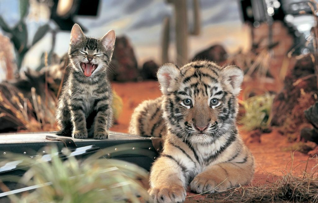 Кошачье царство: в Васильевском зооцентре брошенный мамой тигренок примкнул к кошкам (ВИДЕО)