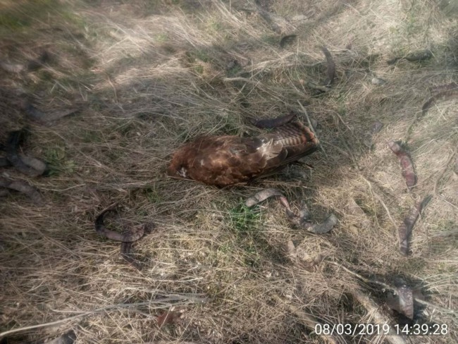 Специалисты выясняют причину массовой гибели птиц в Запорожской области