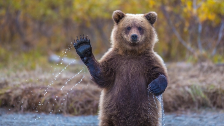 В Васильевском зооцентре сняли милое видео с играющим медведем (ВИДЕО)