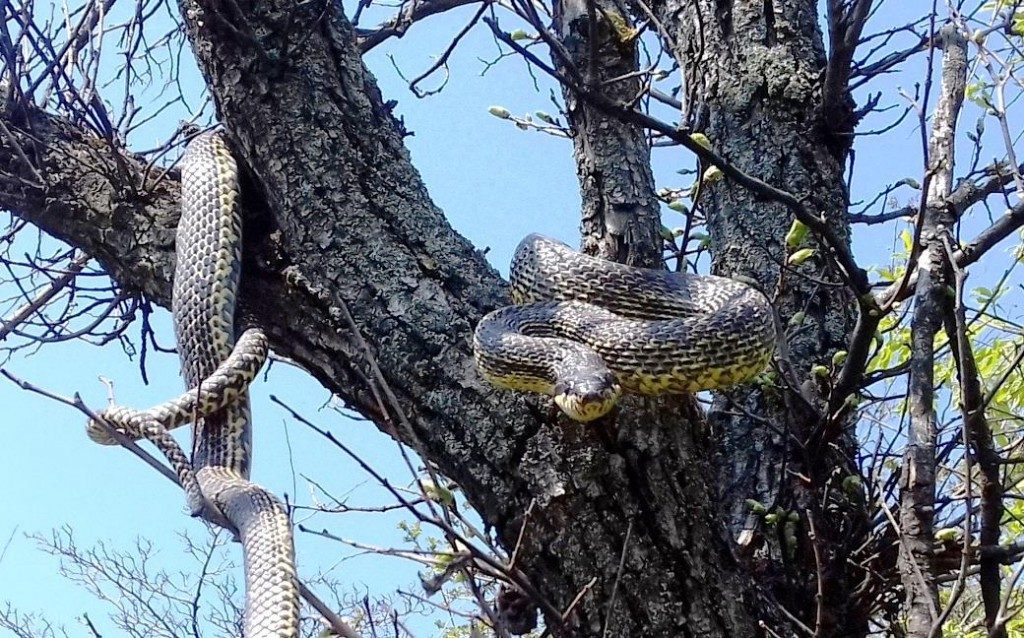 На берегу Днепра в Запорожье спариваются огромные змеи (ФОТО)