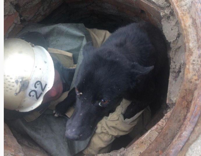 В Запорожской области из колодца вытащили собаку