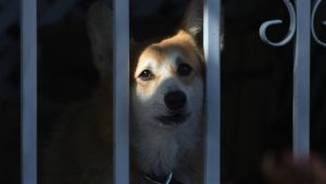 В Запорожской области едва не погибли собаки, оказавшись в бетонной ловушке