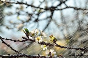 Грозы и сильные порывы ветра: жителей Запорожской области предупреждают о погодных сюрпризах