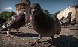 Пришлось надевать маски: в Запорожье квартира пенсионерки превратилась в сарай с голубями (ВИДЕО)