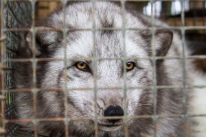 Верховная Рада провалила законопроект о запрете меховых ферм в Украине