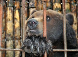 Человеческая жестокость: в запорожском цирке продолжают издеваться над измученными животными (ВИДЕО)