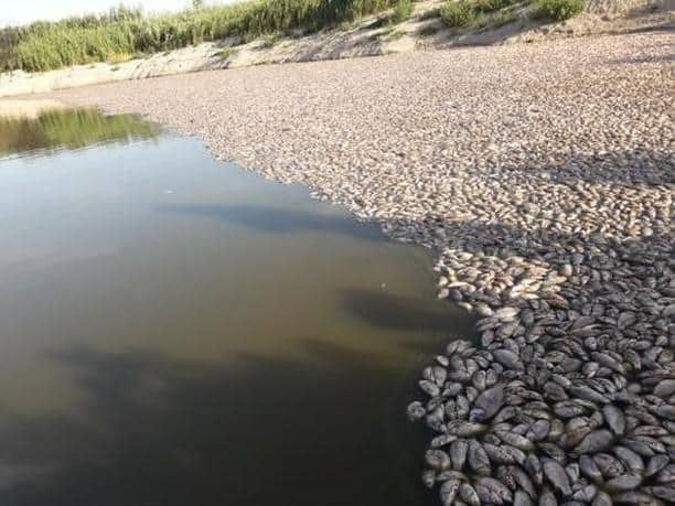 Тонны мертвой рыбы в реке Запорожской области: названы причины экокатастрофы (ФОТО)