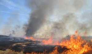 В Запорожской области ночью горело пшеничное поле