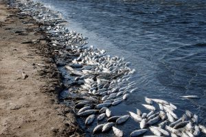 В Кирилловке назревает экокатастрофа: под угрозой тысячи особей пеленгаса и журавки (ФОТО, ВИДЕО)