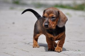 Запоріжанку обманули на 100 тисяч гривень шахраї під час покупки цуценяти