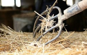 16-летний парень пытался заколоть вилами человека