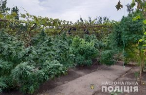 На Запоріжжі чоловік вирощував коноплю (ФОТО)