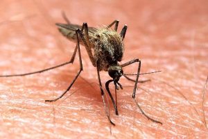 В Запорожскую область завезли тропическую малярию: как себя обезопасить