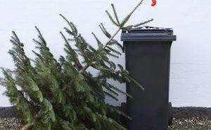 Запорожец предложил оригинальный способ борьбы с вырубкой ёлок перед Новым годом