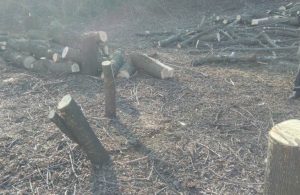 Напилили на 110 тысяч: в Запорожской области поймали очередных “черных лесорубов” (ФОТО)
