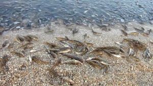 Молочный лиман: вода поднимается, лов рыбы запрещен (ФОТО, ВИДЕО)