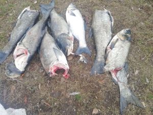 В турбинах ДнепроГЭС погибли десятки особей взрослого толстолоба (ФОТО, ВИДЕО)