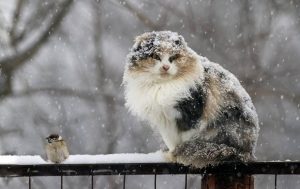 Аномальный февраль: прогноз погоды от народных синоптиков и Гидрометцентра