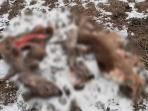 К убийству косуль под Бердянском причастны высокопоставленные лица, – активистка (ФОТО, ВИДЕО)