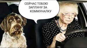 Нардеп-“слуга” предложил продавать собак, чтобы оплачивать коммуналку