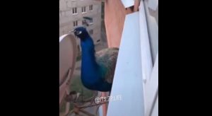 В Запорожье павлин прилетел на балкон многоэтажки (ВИДЕО)