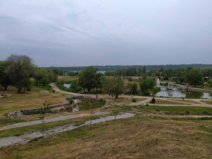 В Ландшафтном парке Запорожья засохли почти все молодые деревья (ФОТО, ВИДЕО)