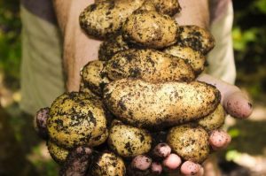 Украинцы покупают картофель, который хотели утилизировать в Нидерландах