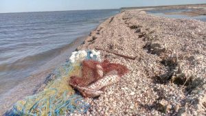 В Молочном лимане обнаружили сети: вся рыба в них погибла (ФОТО, ВИДЕО)