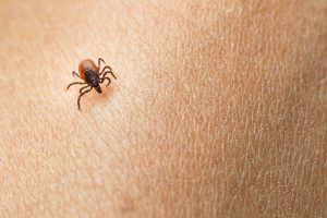 За июнь в Запорожье с укусом клещей в больницу обратились сотни людей: как себя защитить