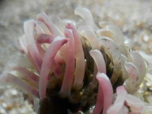 В Азовском море появился “хищник-пришелец” из более соленых вод