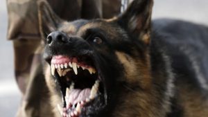 На Запоріжжі 9 дітей постраждали через укуси тварин за останній тиждень