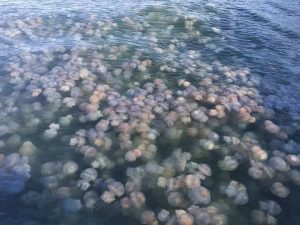 Причина в реках: эколог объяснил нашествие медуз на запорожских курортах