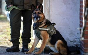 В Украине больных COVID-19 будут искать служебные собаки